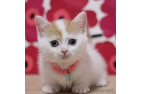 成約済の東京都のマンチカン(短足)-71500の6枚目